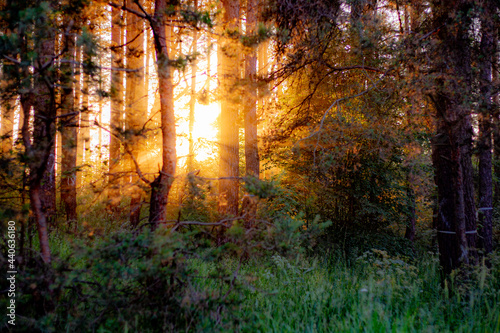 sun rays in forest