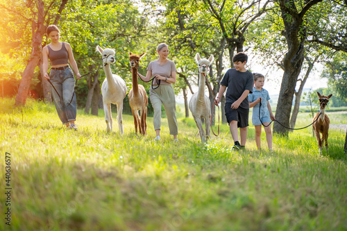 Familie Mehrgeneration macht Spaziergang mit Alpakas im Sommer photo