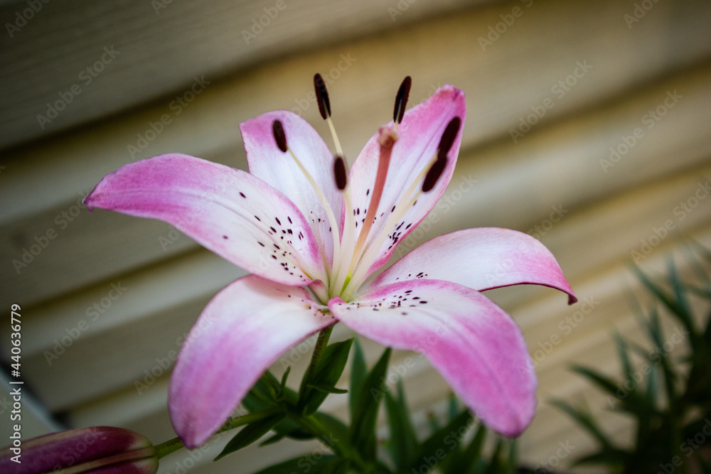 Fototapeta premium Fresh Blossoming Tiger Lillies In The Summer