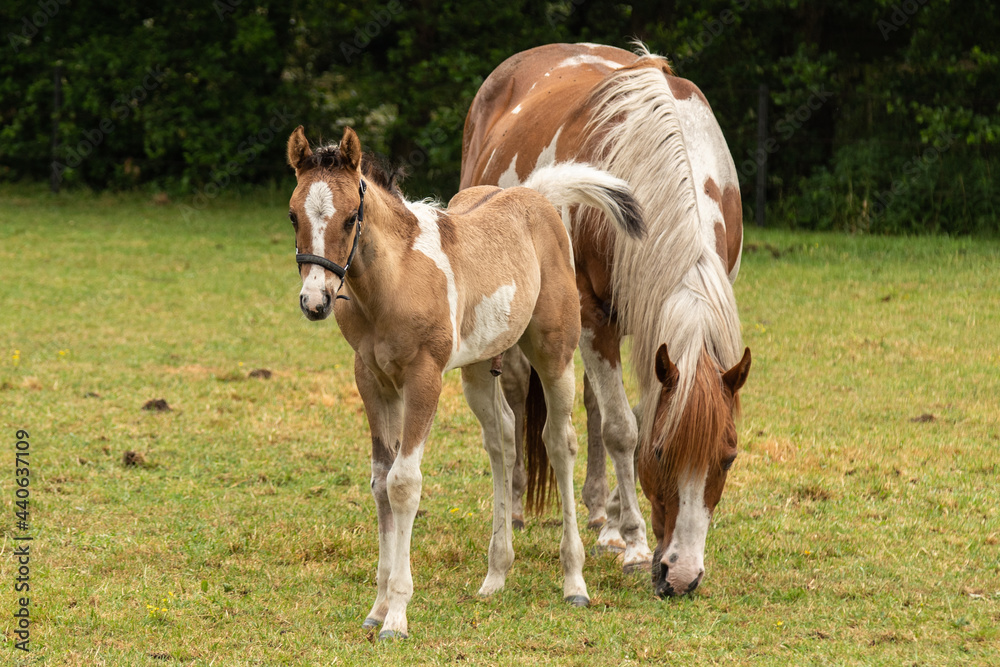 Mare with her newborn foal together in the meadow. Mare with her newborn foal together in the meadow.