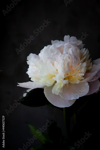 Flower. White peony on dark gray texturized background. Blooming. Low-key lighting. Selective focus