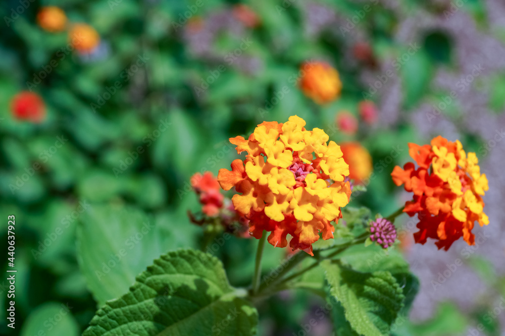 Lantana camara - orange flower in the garden Lantana camara - orange flower in the garden