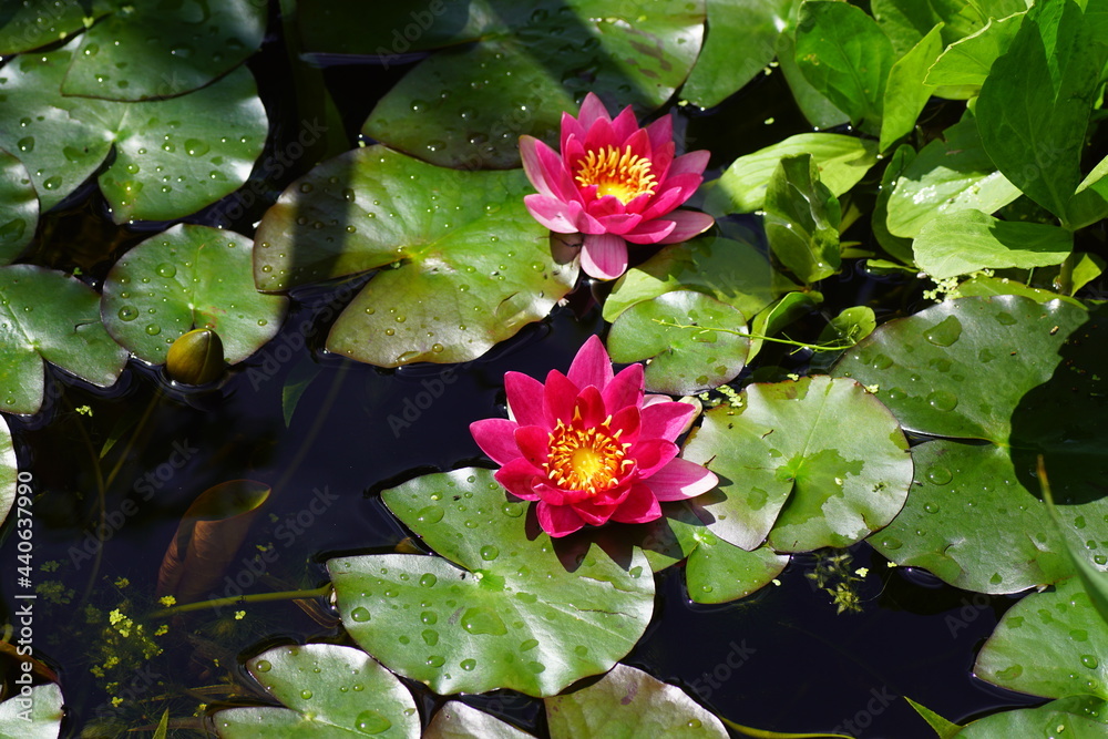 Red flowers of the water lily Nymphaea firecrest with yellow stamens in a pond in a Dutch garden in June. Red flowers of the water lily Nymphaea firecrest with yellow stamens in a pond in a Dutch garden in June.