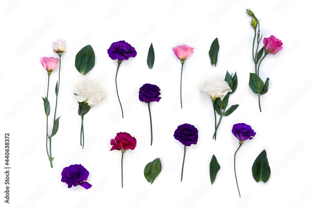 Violet, white, pink flowers Eustoma ( Texas bluebells, bluebell, lisianthus, prairie gentian ) on a white background. Top view, flat lay