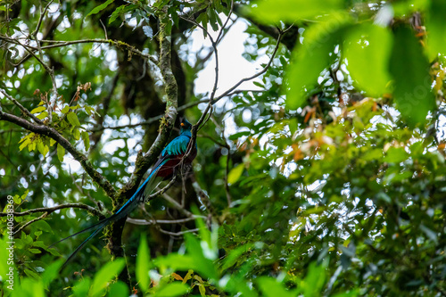 The most beautiful bird of Central America. Resplendent quetzal (Pharomachrus mocinno) Boquete, Panama. photo