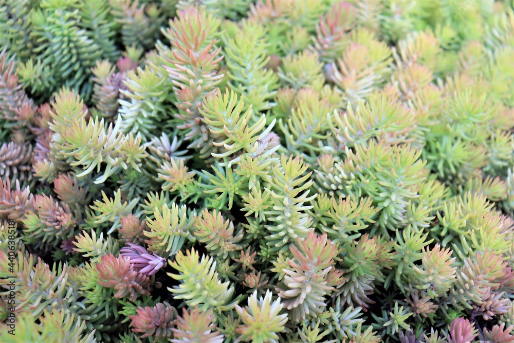 Petites plantes multicolores au sol. Plantes, fleurs et jardin. Crassulacées en été. Botanique et espèce.