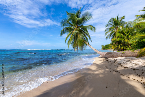 Fototapeta Naklejka Na Ścianę i Meble -  Tropical beach. Peaceful Caribbean beach with palm tree. Bastimentos Island, Bocas del Toro, Central America, Panama.