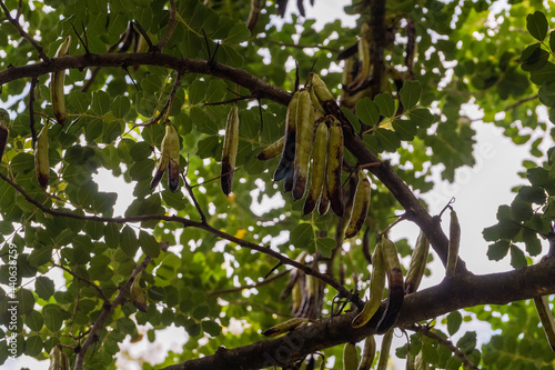 Carob beans, Carob tree in Croatia. 