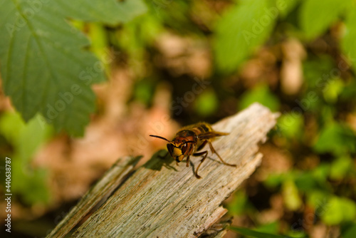 European Hornet in in the trunk at forest. (Vespa crabro)
