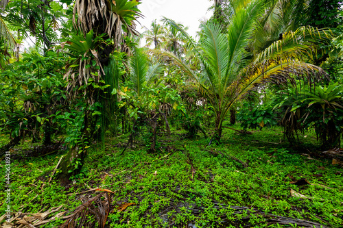 Tropical Caribbean island with lush vegetation in the marine park of Bastimentos, Cayos Zapatilla, Bocas del Toro, Panama.