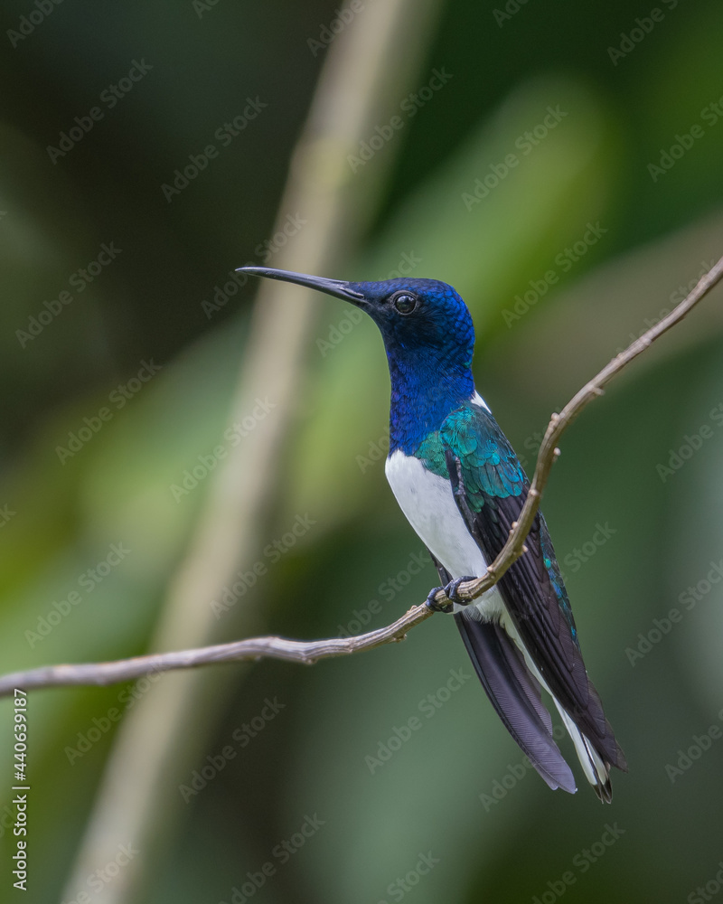 Fototapeta premium portrait of a male white necked jacobin
