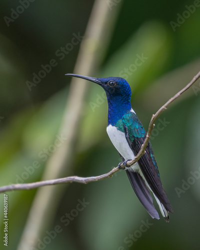 portrait of a male white necked jacobin