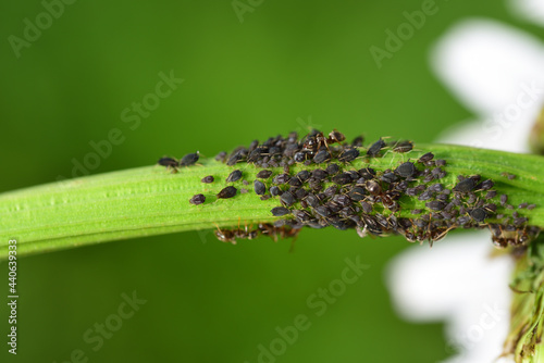 Bilde på lerret Many black aphids are on the stem of a daisy, with a few ants in between, agains