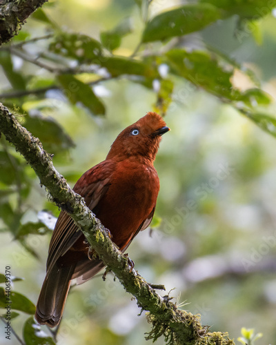adult female cock of the rock