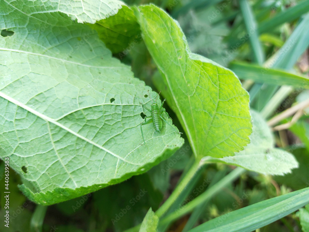 grasshopper nymph sitting on a leaf of a plant. small insect in the garden. grasshopper nymph sitting on a leaf of a plant. small insect in the garden.