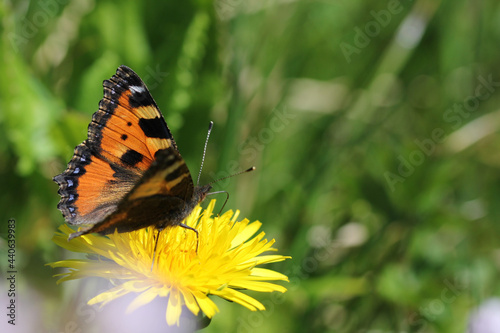 Schmetterling auf Blüte