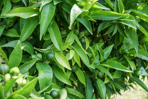 Lime with green leaves and green fruits