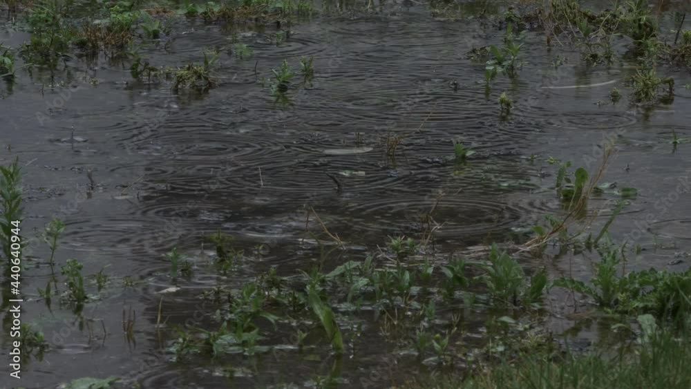 Rain Falling On Flooded Garden Grass On Overcast Day. Locked Off Rain Falling On Flooded Garden Grass On Overcast Day. Locked Off