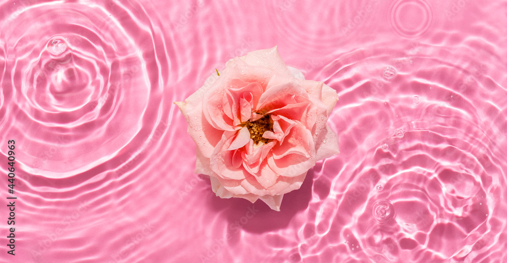 White ranunculus in water with water splashes, drops and ripples pink background. Summer beauty concept.Top view. Copy space White ranunculus in water with water splashes, drops and ripples pink background. Summer beauty concept.Top view. Copy space