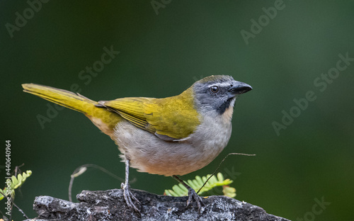 buff throated saltator