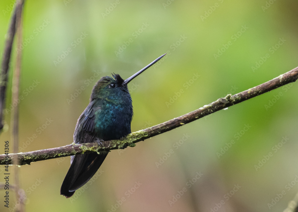 Obraz premium blue fronted lancebill