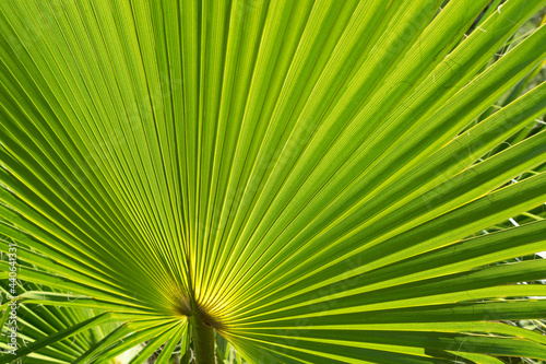 detail of a fresh green palm leaf in the sunshine natural background