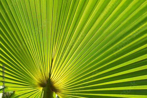 green palm leaf in the mediterranean sunshine minimalist background