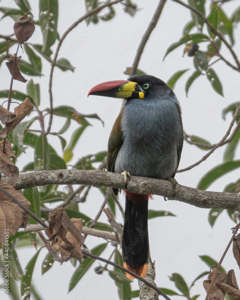 Fototapeta premium gray breasted mountain toucan perched