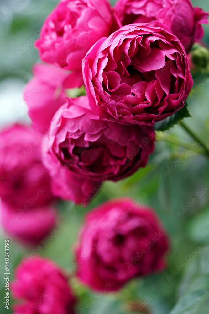 Obraz premium Rosen