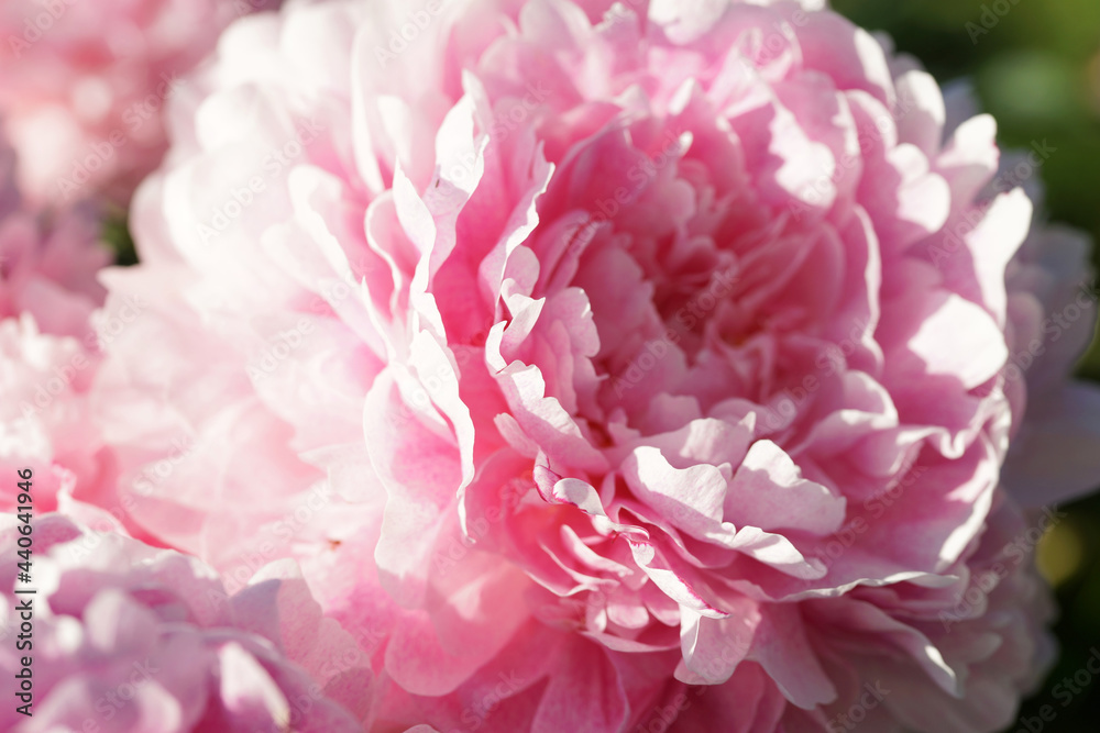 Pink peonies close-up in summer.