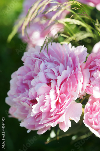 Fototapeta Naklejka Na Ścianę i Meble -  Pink peonies close-up in summer.