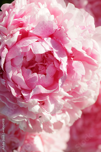 Fototapeta Naklejka Na Ścianę i Meble -  Pink peonies close-up in summer.