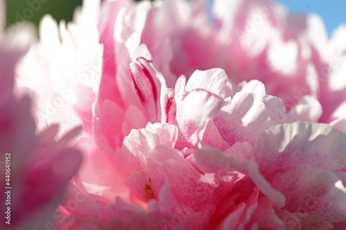 Fototapeta Naklejka Na Ścianę i Meble -  Pink peonies close-up in summer.