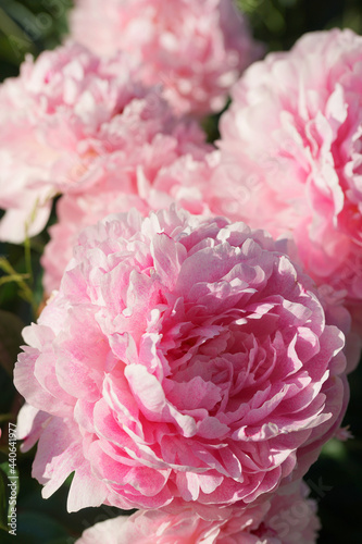 Pink peonies close-up in summer.