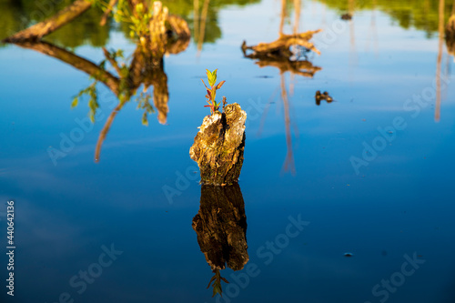 Small tree stump in submerged forest, with small offshoot in calm blue water