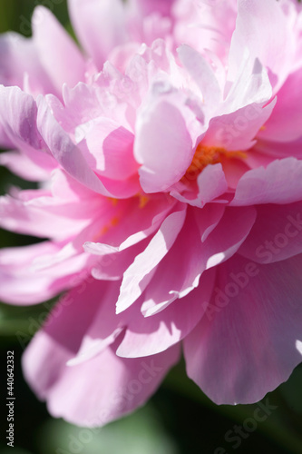 Fototapeta Naklejka Na Ścianę i Meble -  Pink peonies close-up in summer.
