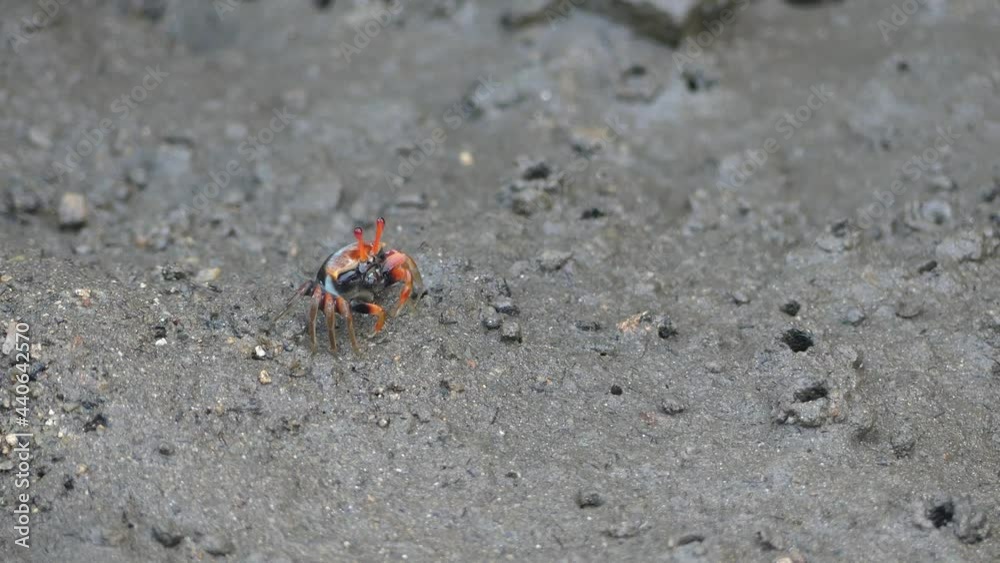 4K, Small red fiddler crab in mangrove forest in Langkawi Island, Malaysia 4K, Small red fiddler crab in mangrove forest in Langkawi Island, Malaysia