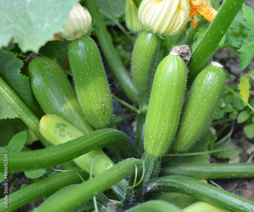 Flowering and fruits courgette