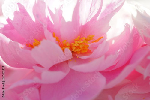 Fototapeta Naklejka Na Ścianę i Meble -  Pink peonies close-up in summer.