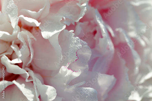 Pink peonies close-up in summer.