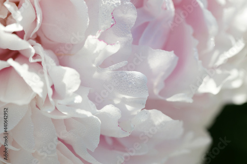 Fototapeta Naklejka Na Ścianę i Meble -  Pink peonies close-up in summer.