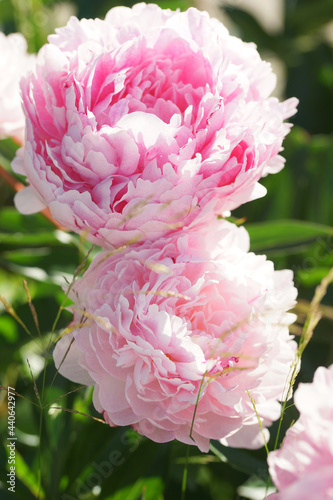 Fototapeta Naklejka Na Ścianę i Meble -  Pink peonies close-up in summer.