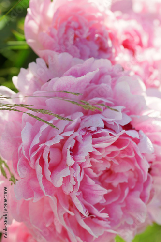 Fototapeta Naklejka Na Ścianę i Meble -  Pink peonies close-up in summer.