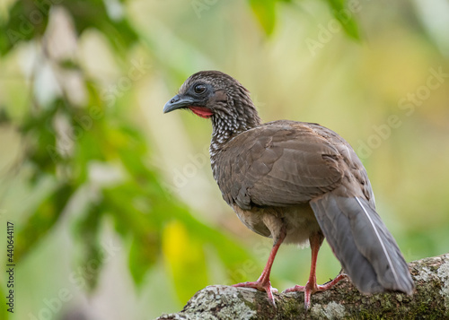 portrait of a speckled chachalaca