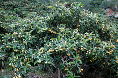 The loquat (Eriobotrya japonica) large evergreen shrub or tree