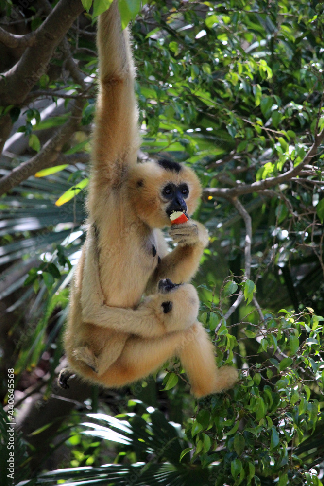 Naklejka premium Monkey mother with her young hanging from a branch. They are of the species yellow-cheeked gibbon (Nomascus gabriellae)