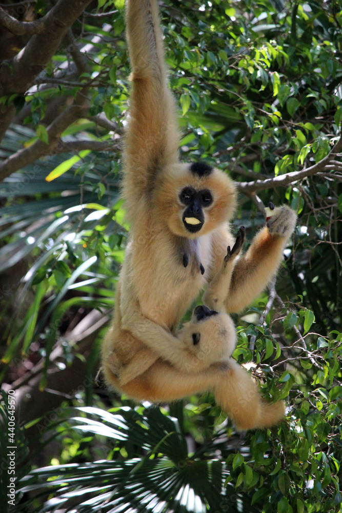 Fototapeta premium Monkey mother with her young hanging from a branch. They are of the species yellow-cheeked gibbon (Nomascus gabriellae)