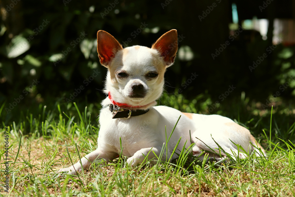 Dog breed chihuahua on a background of green grass Dog breed chihuahua on a background of green grass