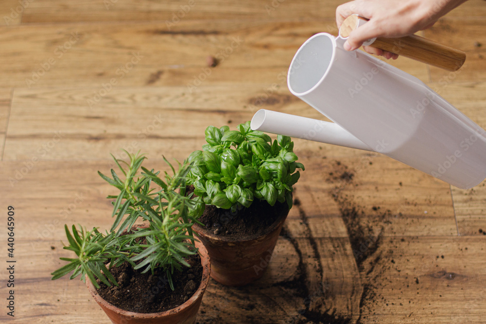 Watering fresh green basil plant and rosemary plant after repotting in new clay pots on