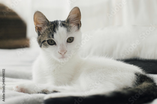 Portrait of amazing gray and white kitty with unusual look relaxing on stylish bed. Adorable kitten lying on grey blanket on background of pillow in modern scandinavian minimalist room